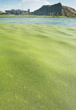 Duckweed covering Tempe Town Lake