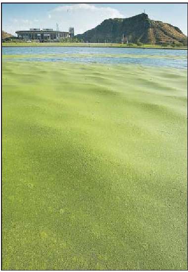 Duckweed covering Tempe Town Swamp